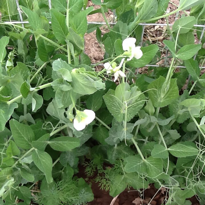 GreatBasinNativ's tweet photo. Green Arrow peas are blooming like crazy.  Can't wait for fresh peas https://t.co/f6ubtAuxdp