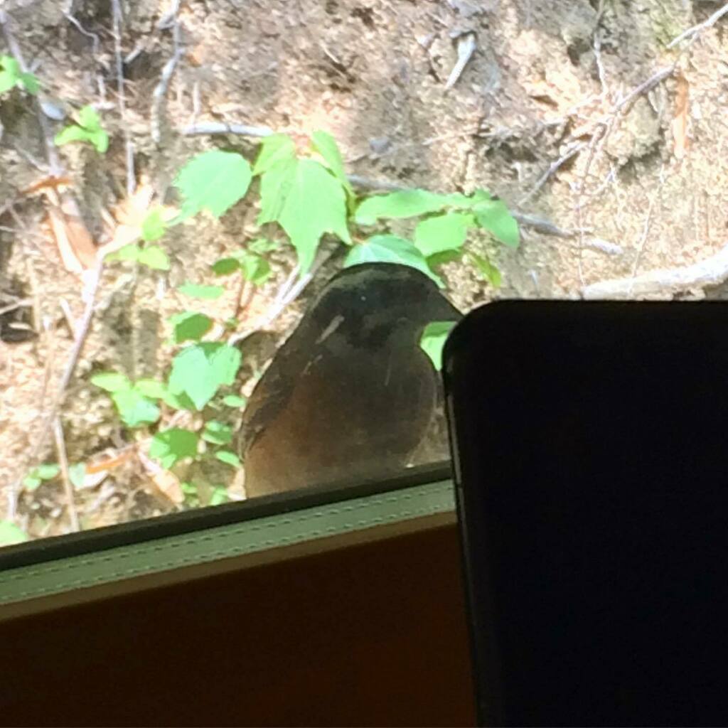 出雲で暮らす 最近は早朝になると寝室の窓から羽音とピピピと鳴声が聞こえ 障子を開けるとホオジロがいます おはよう と挨拶すると飛んでいきます 朝から ディズニープリンセス気分です Karmic 出雲 里山 古民家 野鳥 ホオジロ 鳥