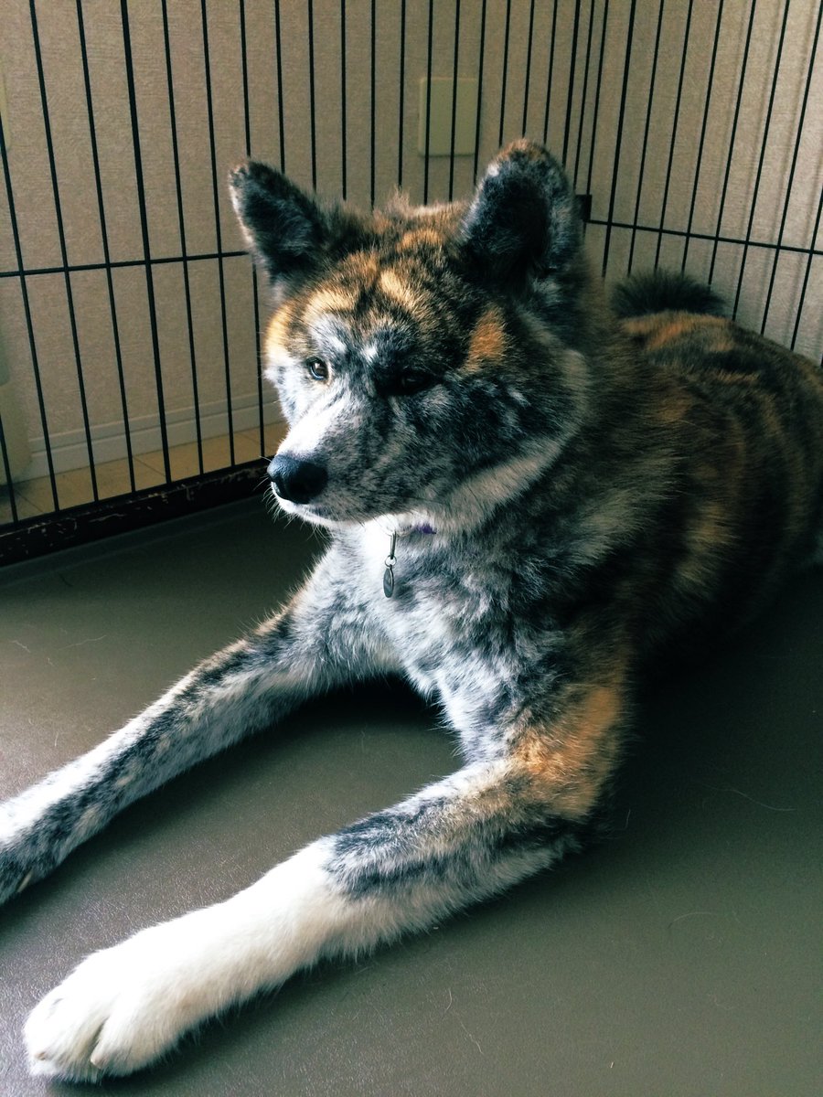 秋田犬虎毛 Twitter Search