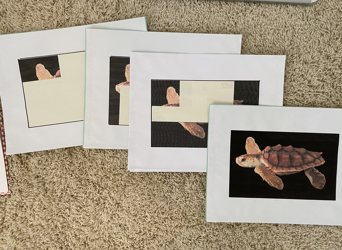 bholden86's tweet photo. Great book! Math &amp; language! We tried Who is Hiding? &amp; Help Me See It Too w/ early learners virtually. After a 1st try, some modifications: connect to their ocean theme, have the 1st image replicated w/ real turtle pics, and THEN draw the blue dots. #trinitylearns @stenhousepub https://t.co/NJk6t5vb4W