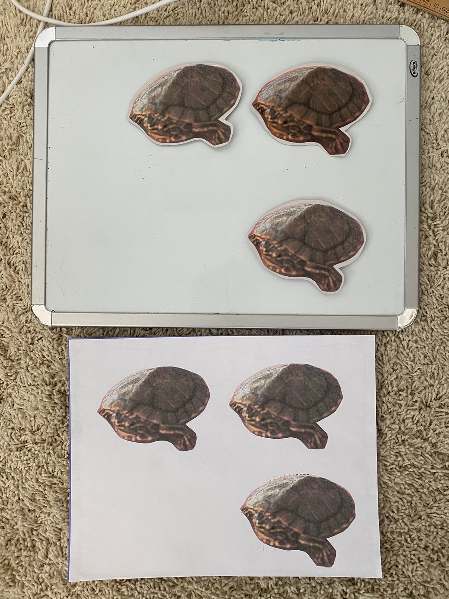 bholden86's tweet photo. Great book! Math &amp; language! We tried Who is Hiding? &amp; Help Me See It Too w/ early learners virtually. After a 1st try, some modifications: connect to their ocean theme, have the 1st image replicated w/ real turtle pics, and THEN draw the blue dots. #trinitylearns @stenhousepub https://t.co/NJk6t5vb4W