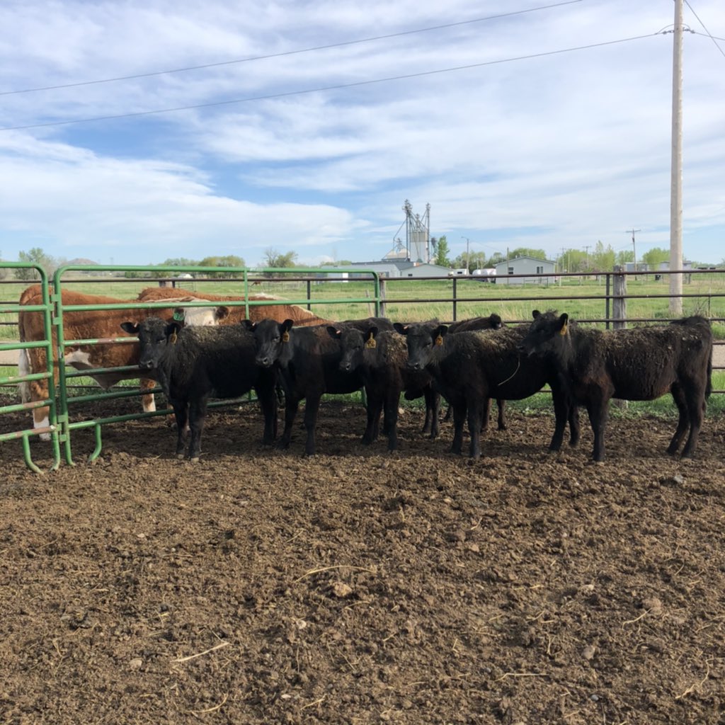 mmmmkaybee's tweet photo. “I accidentally bought some heifers... again.” My Dad https://t.co/I3bnKriAHp