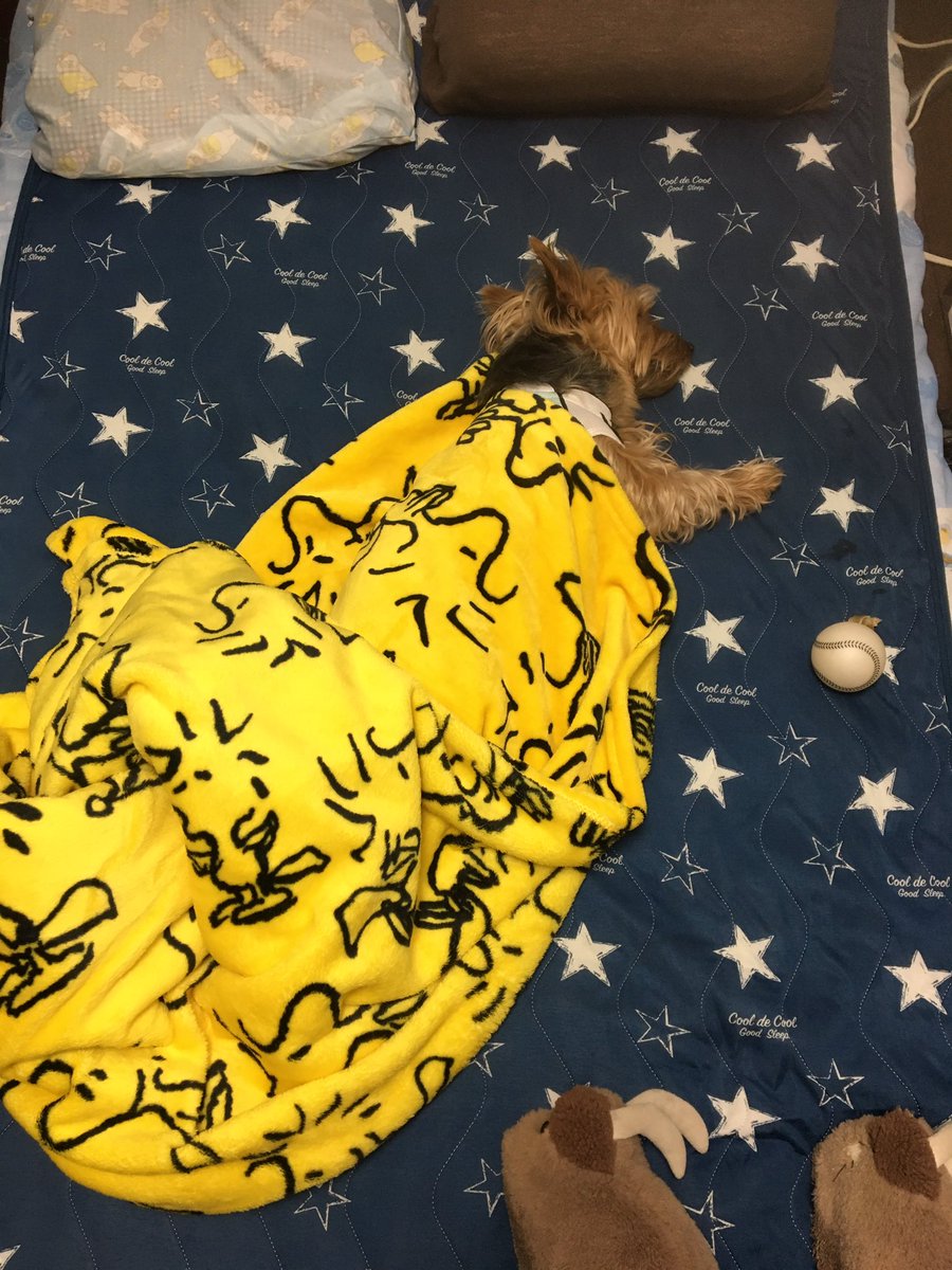 arrm8515's tweet photo. @nuts20120229 うちもです。 https://t.co/rZmRnwjT38