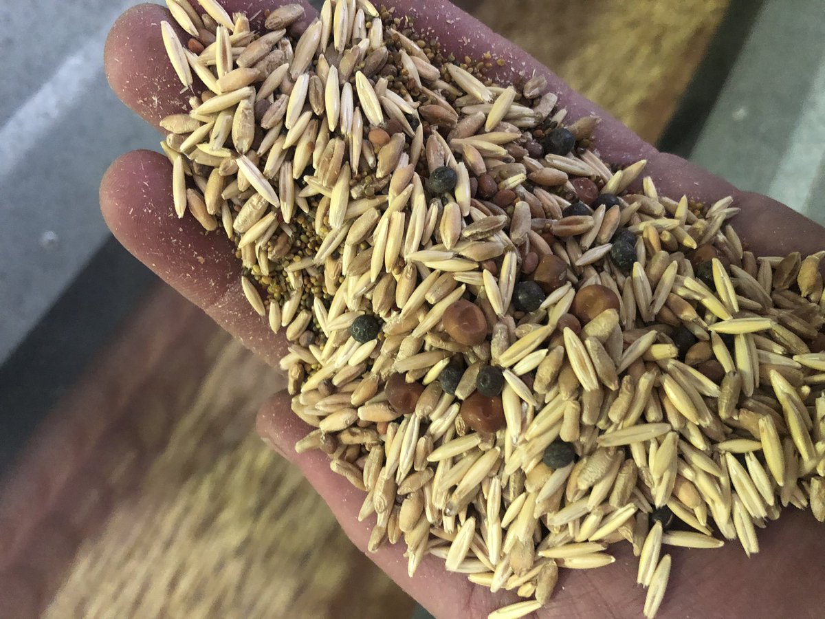Multi-species cover/fodder crops gaining popularity every passing season. @AusCoverCrop <a href="/ORICoopOZ/">Organic & Regenerative Investment Co-operative</a> #grahamsseeds #customblending #mixityourway