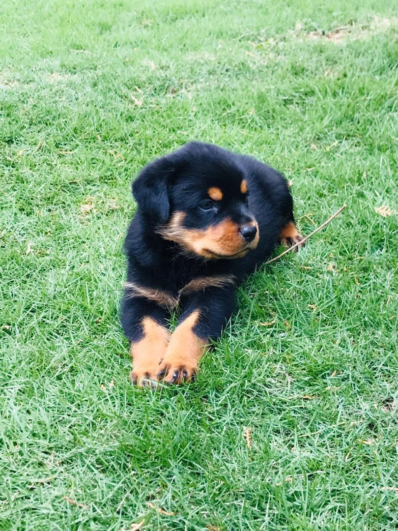 JoyRottweiler's tweet photo. Adorable Rottweiler puppies
Sweet bloodlines and temperament.
inbox me for details
Shipping and delivery available
Akc registered
8 weeks old
Vet records/ papers
Vaccins up to date

#rottweiler #GermanShepherd  #rottie #dog #rottweilers #rottweilersofinstagram #dogs https://t.co/UZOlbgwg8b