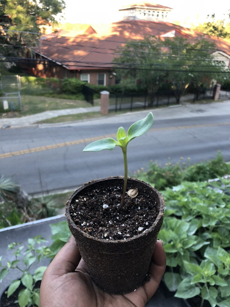 The sunflowers were planted 9 days ago and the Russian mammoth is growing quickly!
