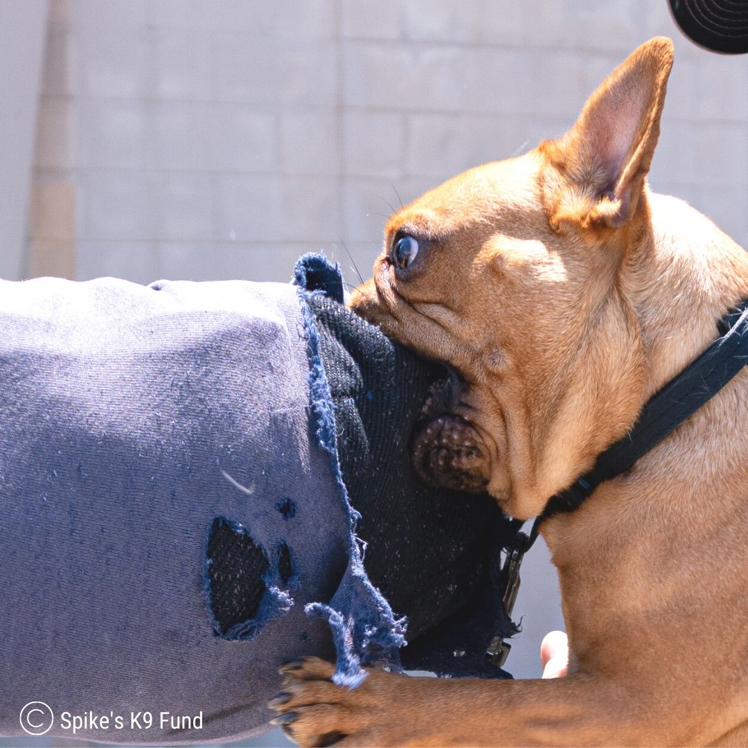 Spike's K9 Fund tweet media