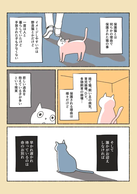 保護猫ちゃんを家に迎えるまでの話②誤解の無いように一部表現を改めました、上げ直しすいません。RTいいねありがとうございます!励みになります! 