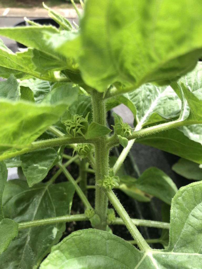 It doesn’t seem like I’ve updated this thread with the most recent sunflower updates. So, here we are:Flower buds, more flower buds, and a sea of green leaves.