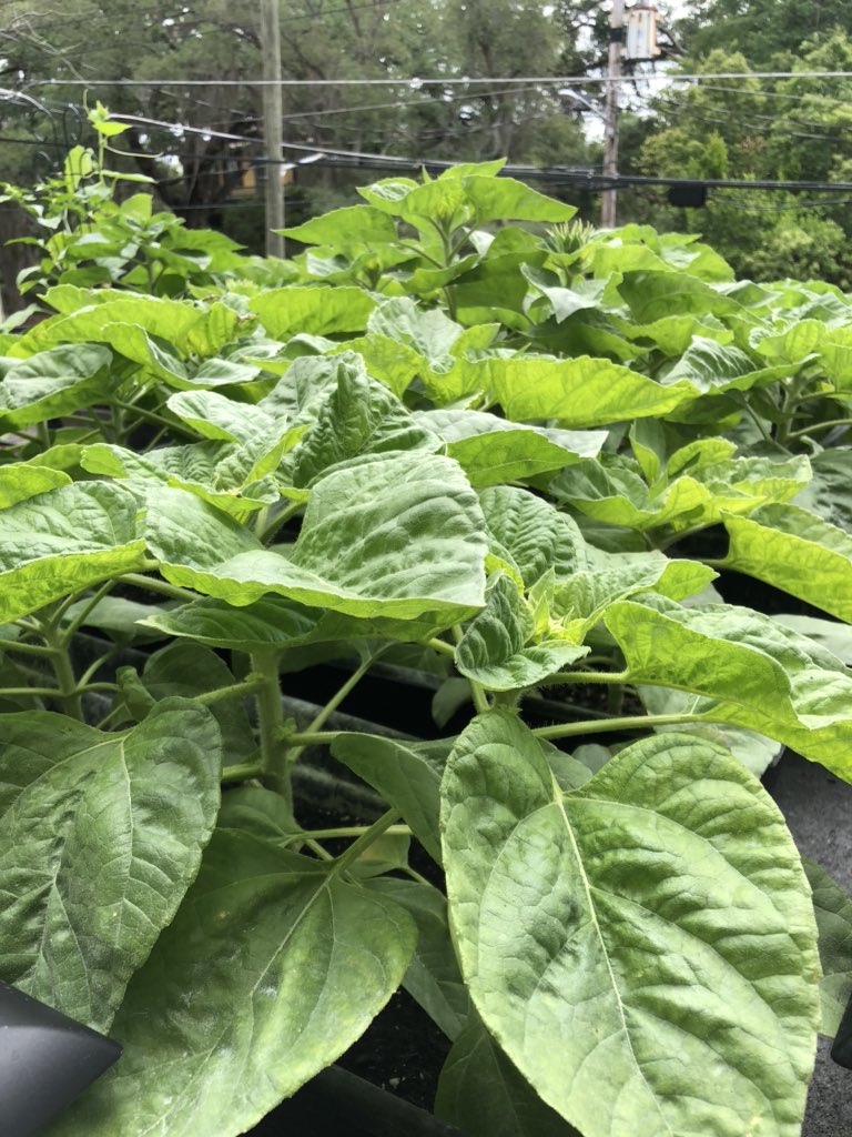 It doesn’t seem like I’ve updated this thread with the most recent sunflower updates. So, here we are:Flower buds, more flower buds, and a sea of green leaves.