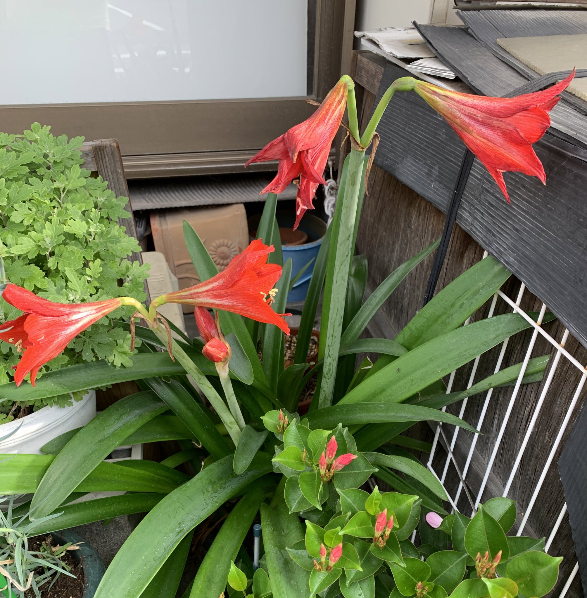 アマリリスの花 Twitter Search Twitter