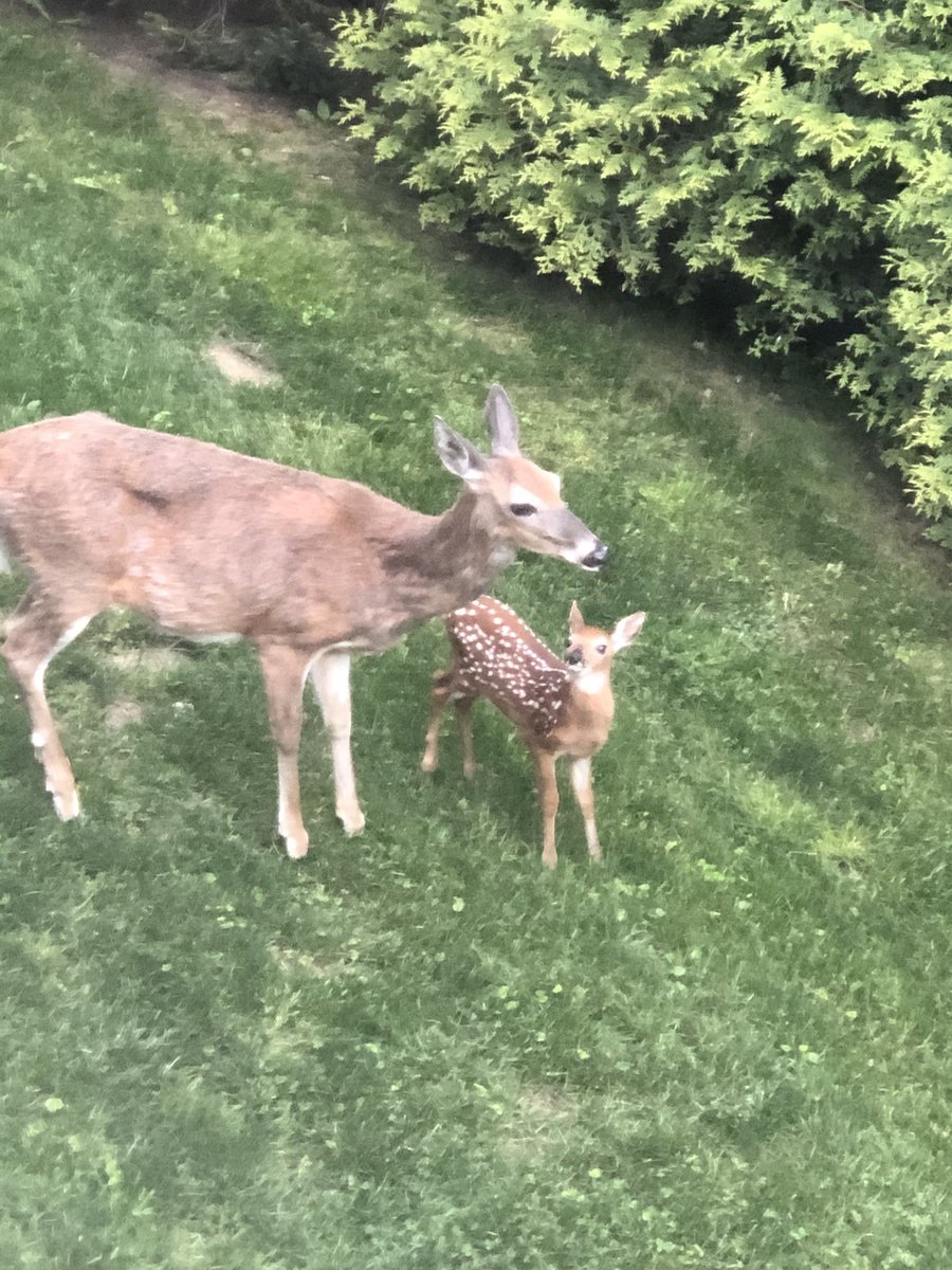Day 67. Mother and baby deer still doing well.