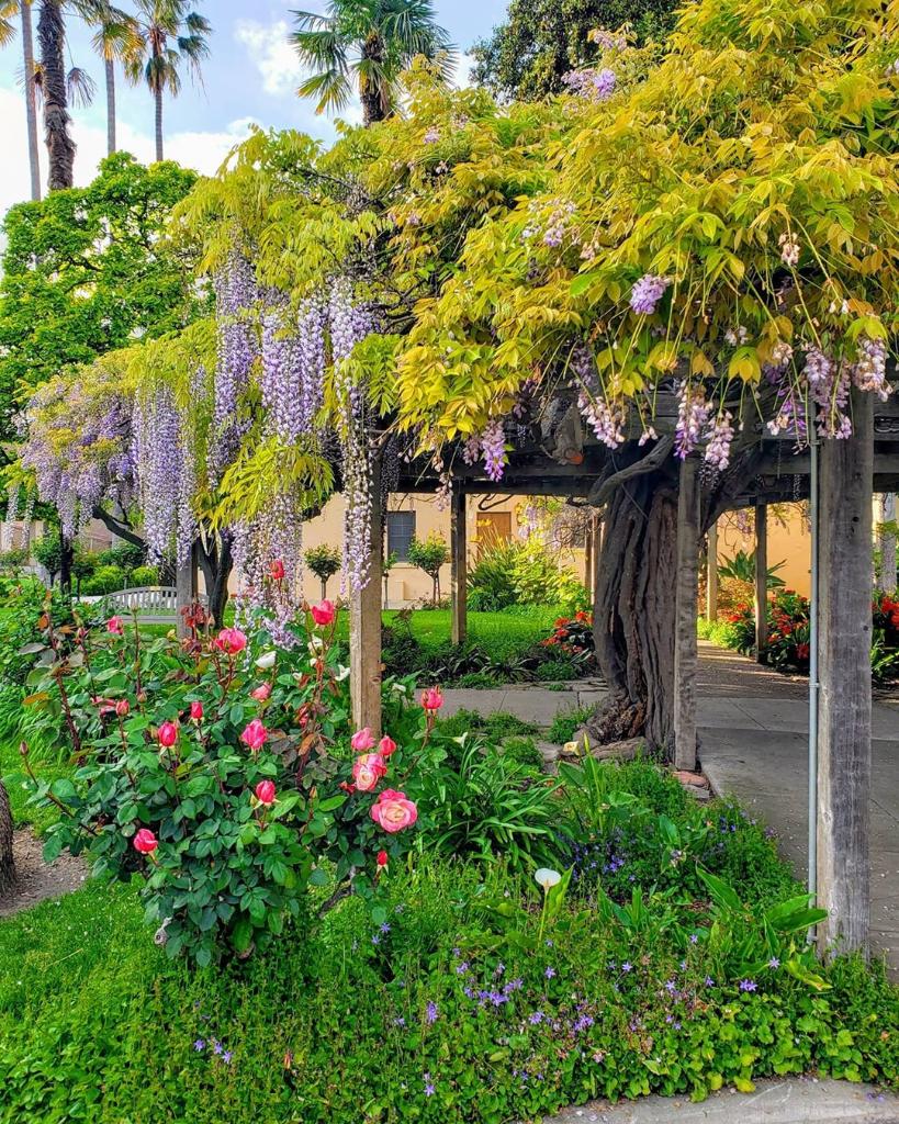 scualumni's tweet photo. What we would give to see this gorgeous campus view! Daydreaming of when we can safely wander our beautiful alma mater again. 📷: Maria Safarova ’19 #Wisteria #BeautifulSCU https://t.co/sNZdMiuylU