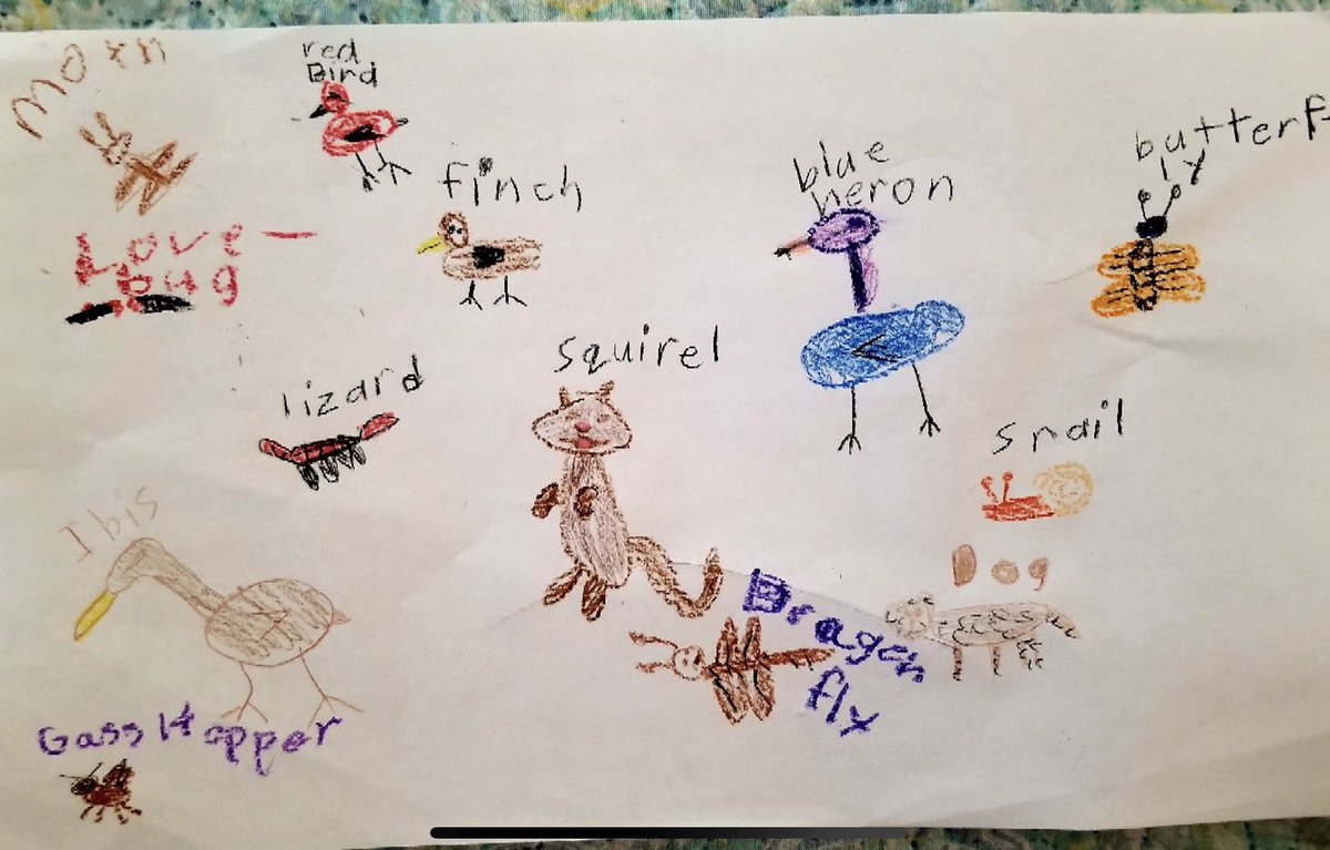 After our Animal Habitats lesson over zoom with a second grade class, one student went on her own safari looking for animals in her own yard.  <a href="/CEMEX_USA/">Cemex US</a>