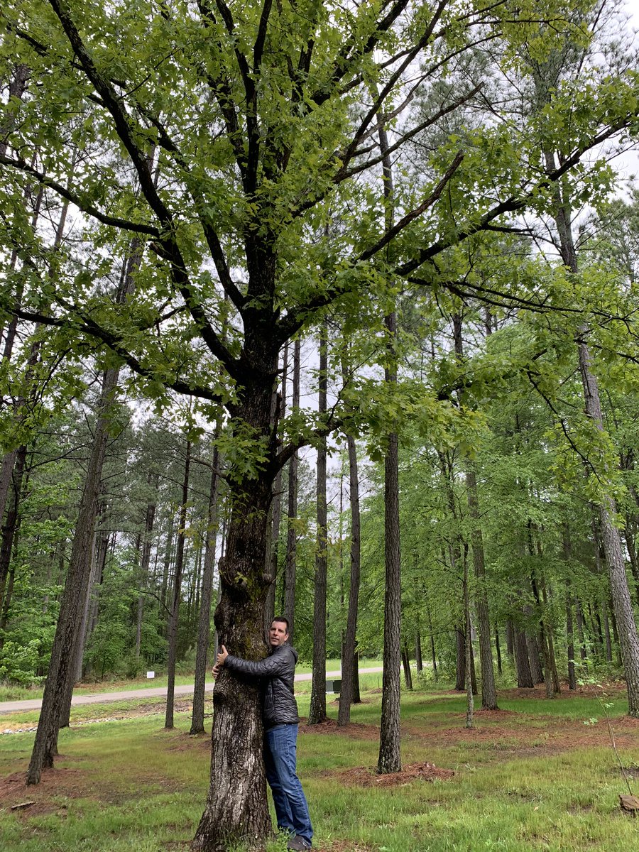 treesrtheanswr's tweet photo. Happy Tree Hugger Tuesday! Today’s hug is one of my all time favorite trees ~ white oak. Such an amazing species that can be found throughout most of the US and is the primary wood used in wine barrels. #cheers #treehuggertuesday #makeshadenptwar #treehugger #moretreesplease https://t.co/iiiEaU2i8P