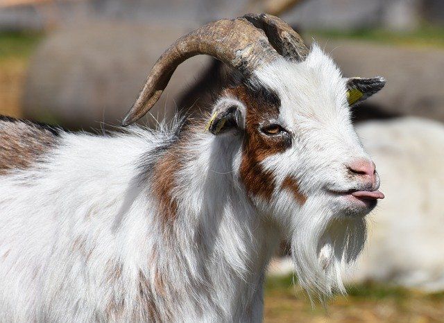 HomesteadOrg's tweet photo. While many #animals have a defined purpose on the #homestead, #goats have most definitely proven themselves to have very diverse purposes. 🐐 #homesteading #homesteadlife #smallfarm #growyourownfood #goat #nigeriandwarfgoats #farmanimals #goatsareawesome https://t.co/8tNiAzaIN5 https://t.co/0QkCKkwr88
