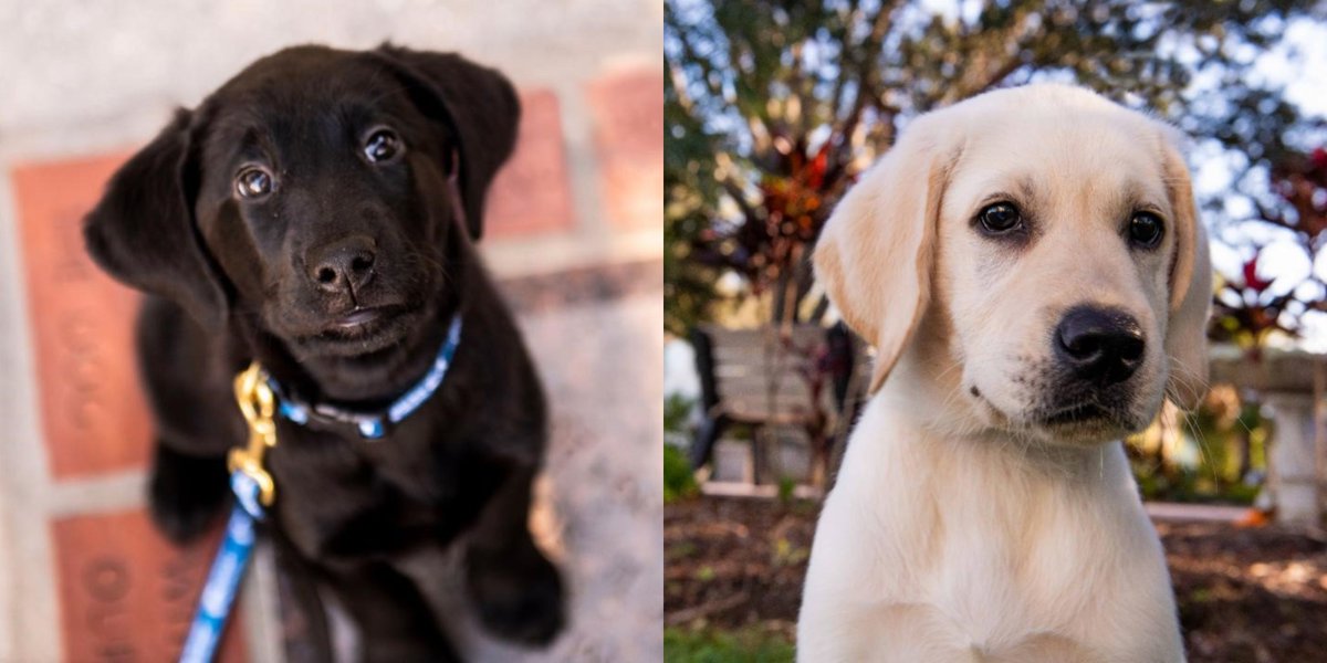 Horizon_Ins's tweet photo. Just look at those adorable faces!😍 Here is an update on Daphne and Dodger, two puppies we are sponsoring with Southeastern Guide Dogs! Both are growing and learning new skills from their experiences in Puppy Academy Preschool. #horizoninsurance #puppies #community #veterans https://t.co/d7JlG5Q6Jc