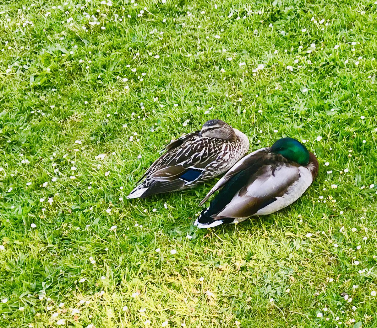 1000Rach's tweet photo. It’s been an exhausting day, time for a nap #OneADayPhoto #OneADayExercise #SocialDistancing #LockdownLife #sunshine #trees #ducks #exercise #walking #health #wellbeing #sleep #chilterns #chesham #buckinghamshire #LowndesPark ☀️🦆🦆 https://t.co/vL14JlL39J
