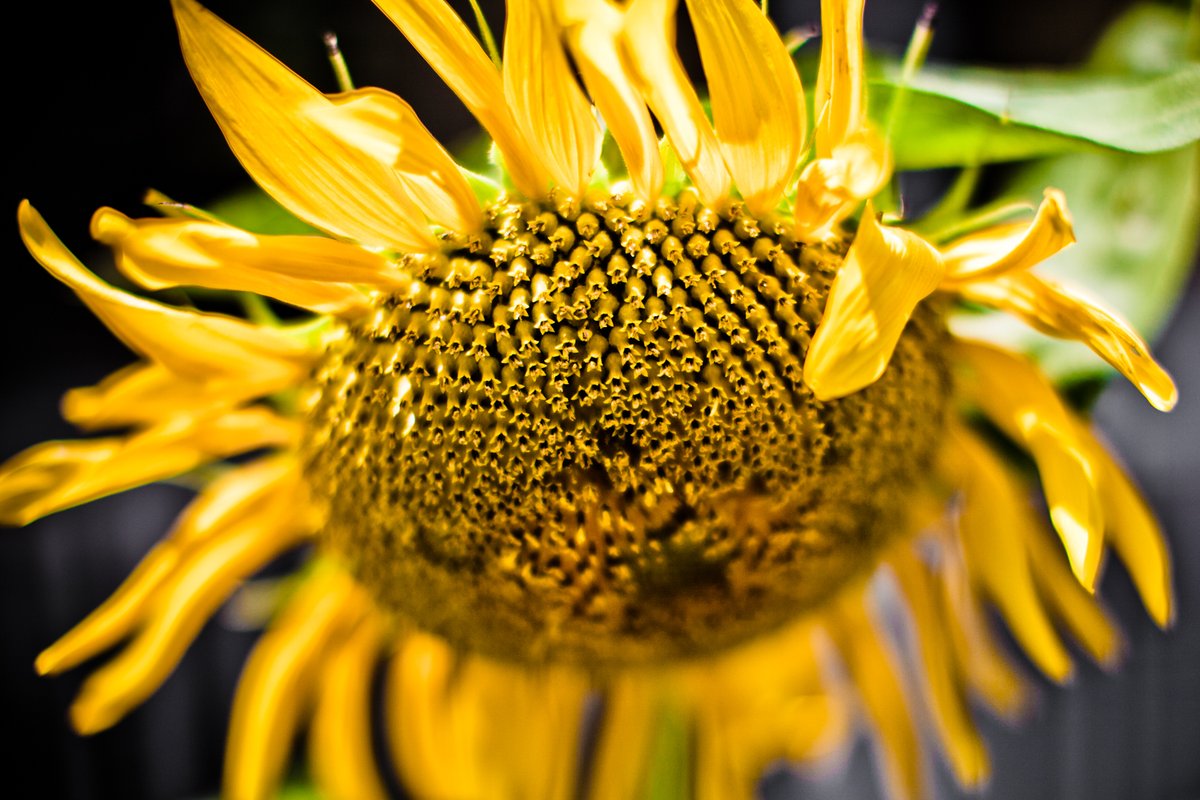 rawtography's tweet photo. Sunflower season is coming and they are one of my favorite still life subjects.  Sunflowers are like a honeycomb of flowery treasure that create gorgeous yellow fields and expose an intricate world filled with texture and brightness. #sunflowers #sunflower #macrophotography https://t.co/jVLYLy7TLz