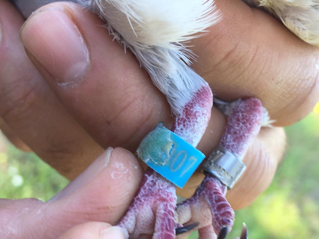 IniciativaTrto1's tweet photo. Ya tenemos recapturas y lecturas de #tórtolas marcadas en 2019 con los lectores de #PitTag #datalogger cedidos por @ZooBarcelona Conocer las tasas de supervivencia adulta y juvenil es un objetivo del 2020 e información clave pero desconocida para su gestión y conservación👇 https://t.co/f1LWuu3R0A
