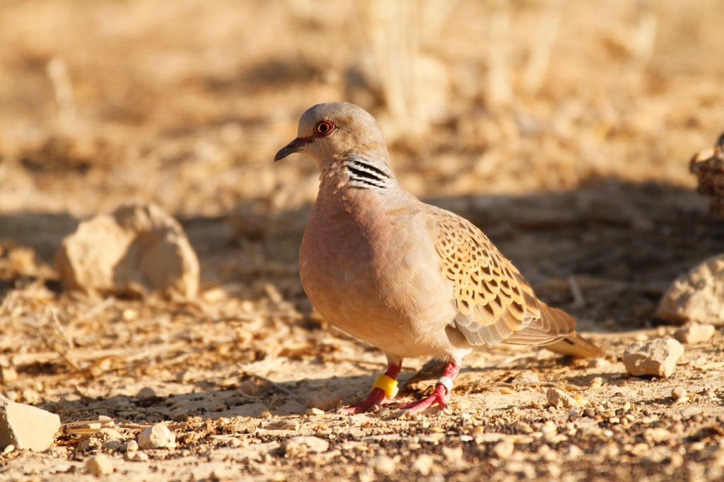 IniciativaTrto1's tweet photo. Ya tenemos recapturas y lecturas de #tórtolas marcadas en 2019 con los lectores de #PitTag #datalogger cedidos por @ZooBarcelona Conocer las tasas de supervivencia adulta y juvenil es un objetivo del 2020 e información clave pero desconocida para su gestión y conservación👇 https://t.co/f1LWuu3R0A