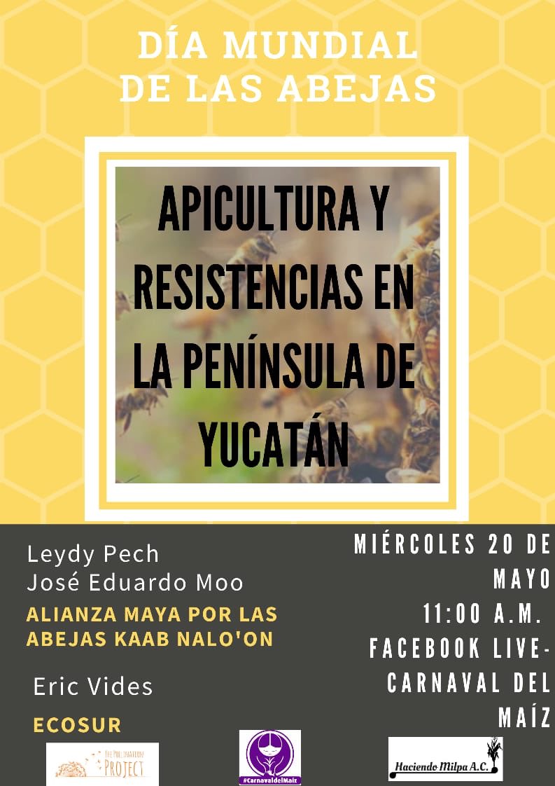 cnsmnhpmx's tweet photo. Para conmemorar el #DíaMundialDeLasAbejas, sigue el Fb Live de @CarnavaldelMaiz : "Apicultura y Resistencias en la Península de Yucatán"

Leydy Pech
José Eduardo Moo
Alianza Maya por las Abejas

Eric Vides
Ecosur

📆 Miércoles 20 de mayo
🕔11:00 a.m.
📍 https://t.co/nZQA8heppB https://t.co/Hw8FI64LWf