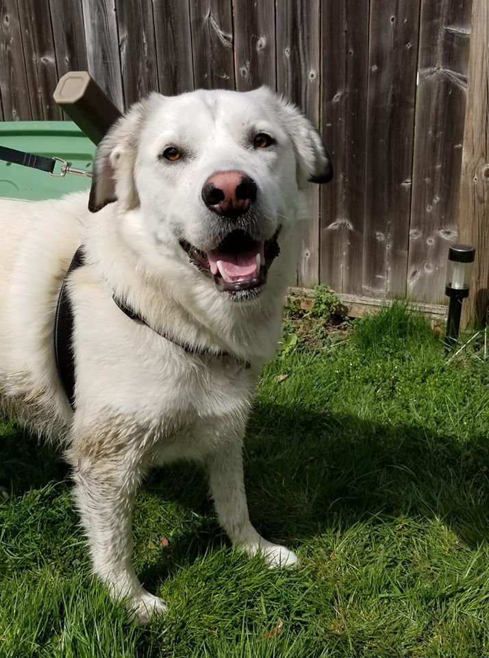 Recognize this dog? Found in Preservation Park area #Guelph on May 19. Broken leash, no collar or tag. Safe with finder. If the dog is yours or you have any info contact Karin via facebook.com/photo.php?fbid… or let us know. Proof of ownership will be required.