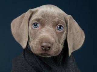 SueCramptonz's tweet image. Puppy (c 2012) by William Wegman. At least my blue-eyed puppy has never chewed up my shoes.@WilliamWegman #wegman @GettyMuseum #MuseumFromHome @wegman_william