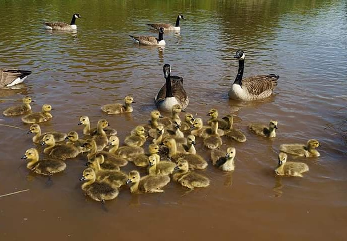 Andrew20061976's tweet photo. A swan and her cygnets #hendrelake @HendreLakes #cardiffpark #cardifflakes #swan #geese #goslings #welshwildlife #welshphotography #welshphotographer #sonya7 #sonya7 #nikon35mm18 #cardiff https://t.co/L3Gqcb1CN6