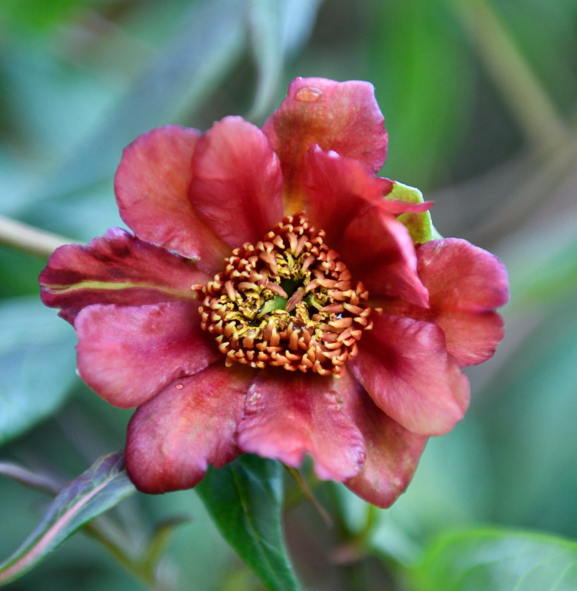 meadowmania's tweet photo. Just love the peachy flowers on this tree peony. Paeonia delavayi x lutea @TheBotanics #virtualspring #horticulture https://t.co/YtQetgI5uy