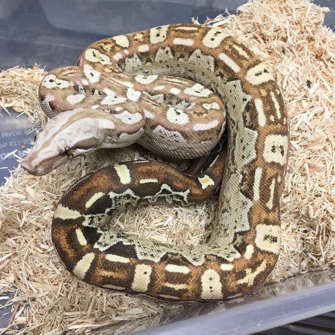 Motion Reptiles tweet media