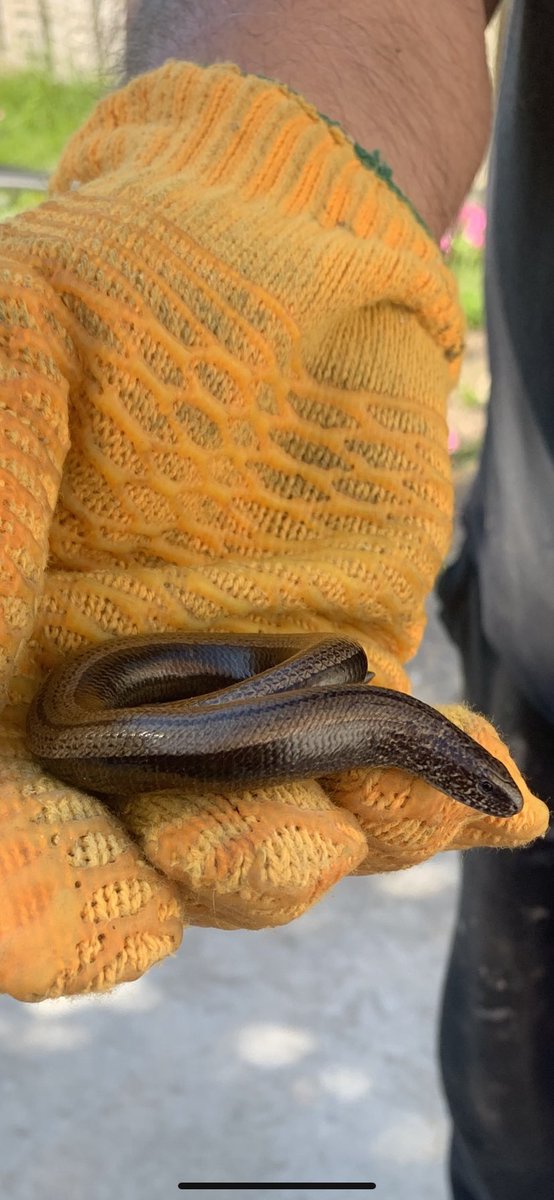 lil_lolil's tweet photo. @SpringWatchUK found 4 of these in mu garden today #slowworm https://t.co/l0VaQ3ucHt