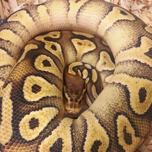 Motion Reptiles tweet media