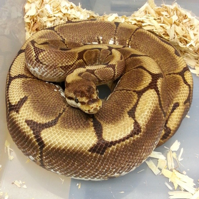 Motion Reptiles tweet media