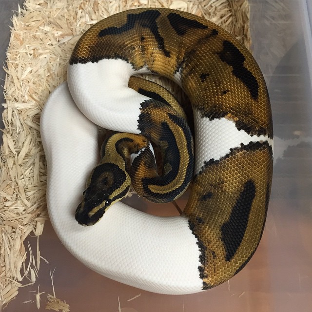 Motion Reptiles tweet media