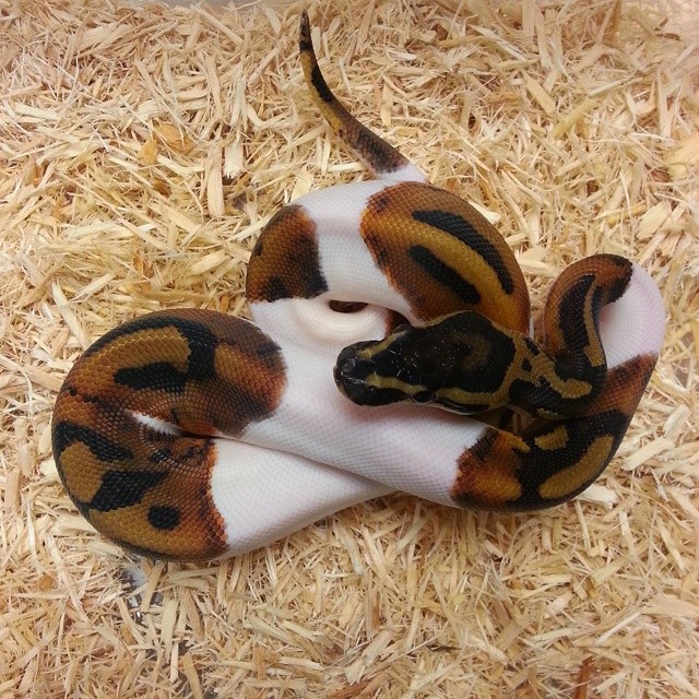 Motion Reptiles tweet media