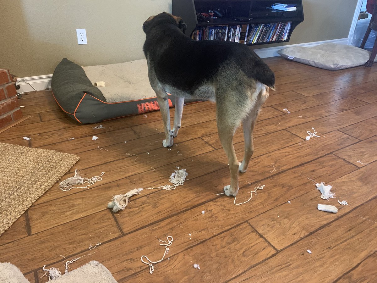 RABarry's tweet photo. That toy didn’t last very long... 😬🤦‍♀️ https://t.co/wPx1cHEEi6