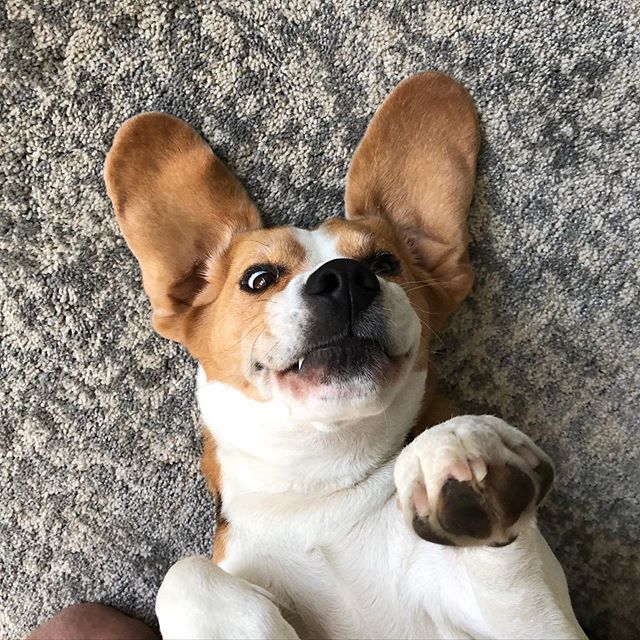 DarwinLeeds's tweet photo. #tongueouttuesday .
.
.
#darwinleeds #tuesday #tongueout #dogsbeingweird #weirddog #sillydog #whatyoudoing #whatareyoudoing #upsidedowndog #bigears #floppyears #beagleears #beagleearsarethebest #beagle #beaglelife…

📸 https://t.co/e8RZdOvBvG via https://t.co/vQrUJWGINM https://t.co/zkWYNZNm7K