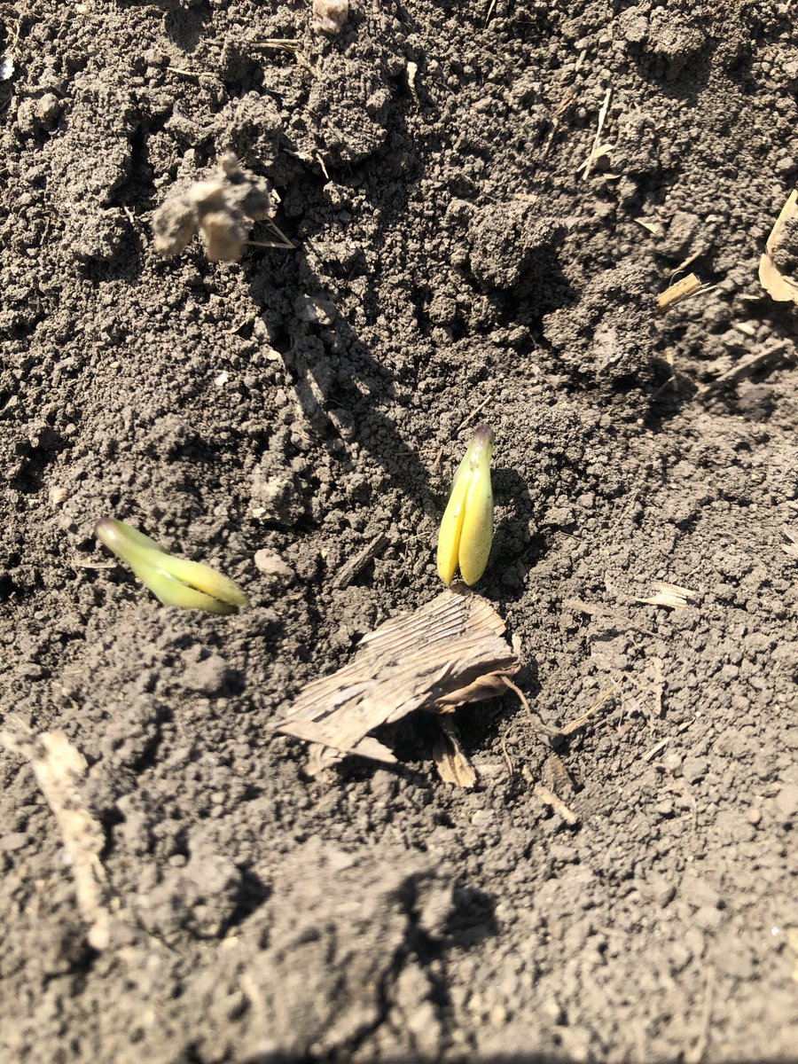 Southern MN GH Team tweet media