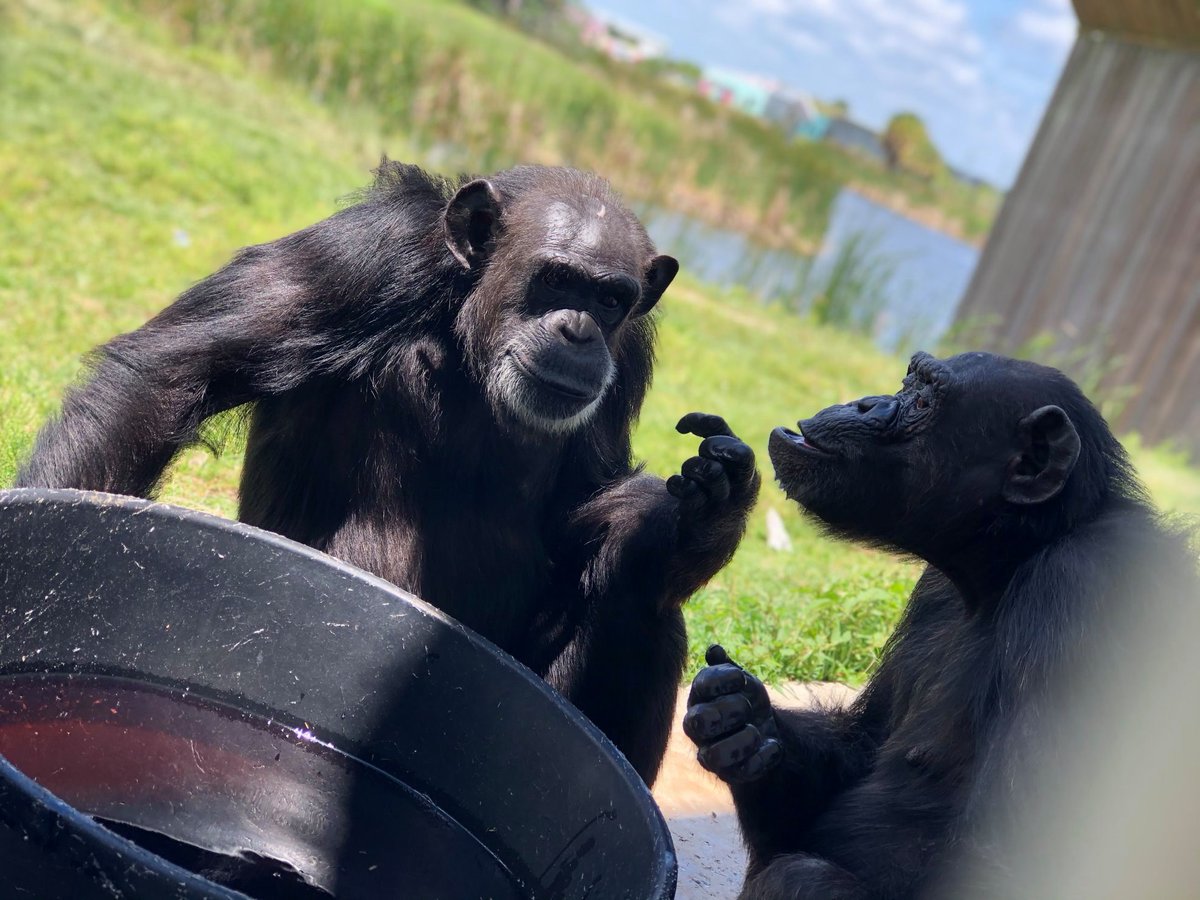 SaveTheChimps's tweet photo. The best conversations happen at the juice tub. -Lauryl & Amber
#chimpstaketwitter #chimp #chimpanzee #amberthechimp #LaurylTheChimp #RufusFamily https://t.co/sx8LrfJH97