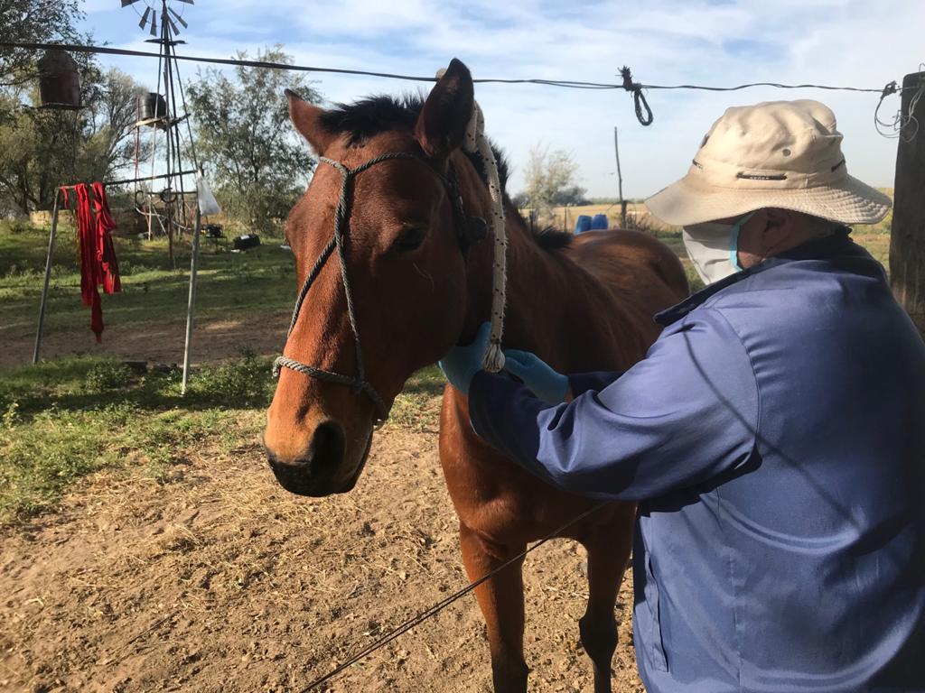 #TomemosLasRiendas 🐎
Tomamos #muestras de sangre a Carlota y Gomera, dos yeguas  de 6 años, que desde un establecimiento en Vicuña Mackenna, #Cordoba serán exportadas a Inglaterra para realizar #actividades deportivas.
