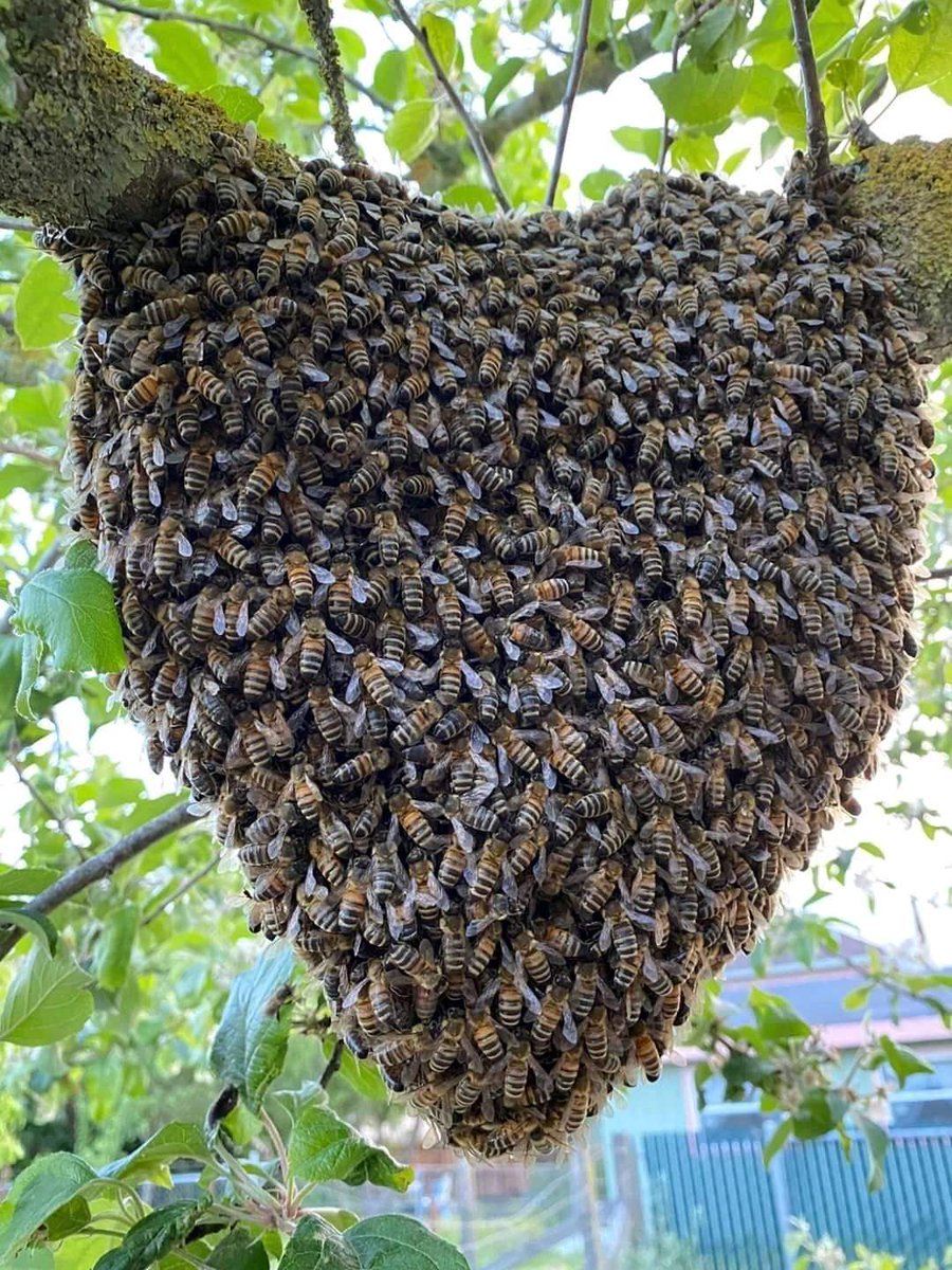 onjolo_kenya's tweet photo. #WorldBeeDay! Bees play a critical role in healthy ecosystems &amp; are essential for food production. Yet as many  species are threatened with extinction. 🐝  due to anthropoligical factors.
#WorldBeeDay2020 #WorldBeeDayKE 
#WhyNatureMatters
@onjolo_kenya https://t.co/jZMbbKDUao