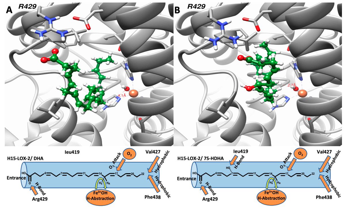 jlipidres's tweet photo. Paper in Press: "15-Lipoxygenase-1 biosynthesis of 7S,14S-diHDHA implicates 15-Lipoxygenase-2 in biosynthesis of resolvin D5" – #Lipoxin #FattyAcid #FishOil #Inflammation
https://t.co/Vy8kccm3Ar
@ucsc @UMich https://t.co/XWpoPMY1yt