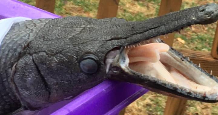 Prehistoric-looking fish native to Gulf of Mexico turns up in Pennsylvania pond dlvr.it/RWz7Vt