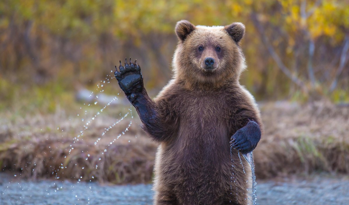 🐻