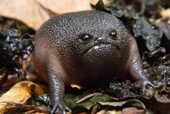 If I die let me come back as a Tsitsikama rain frog plz thx