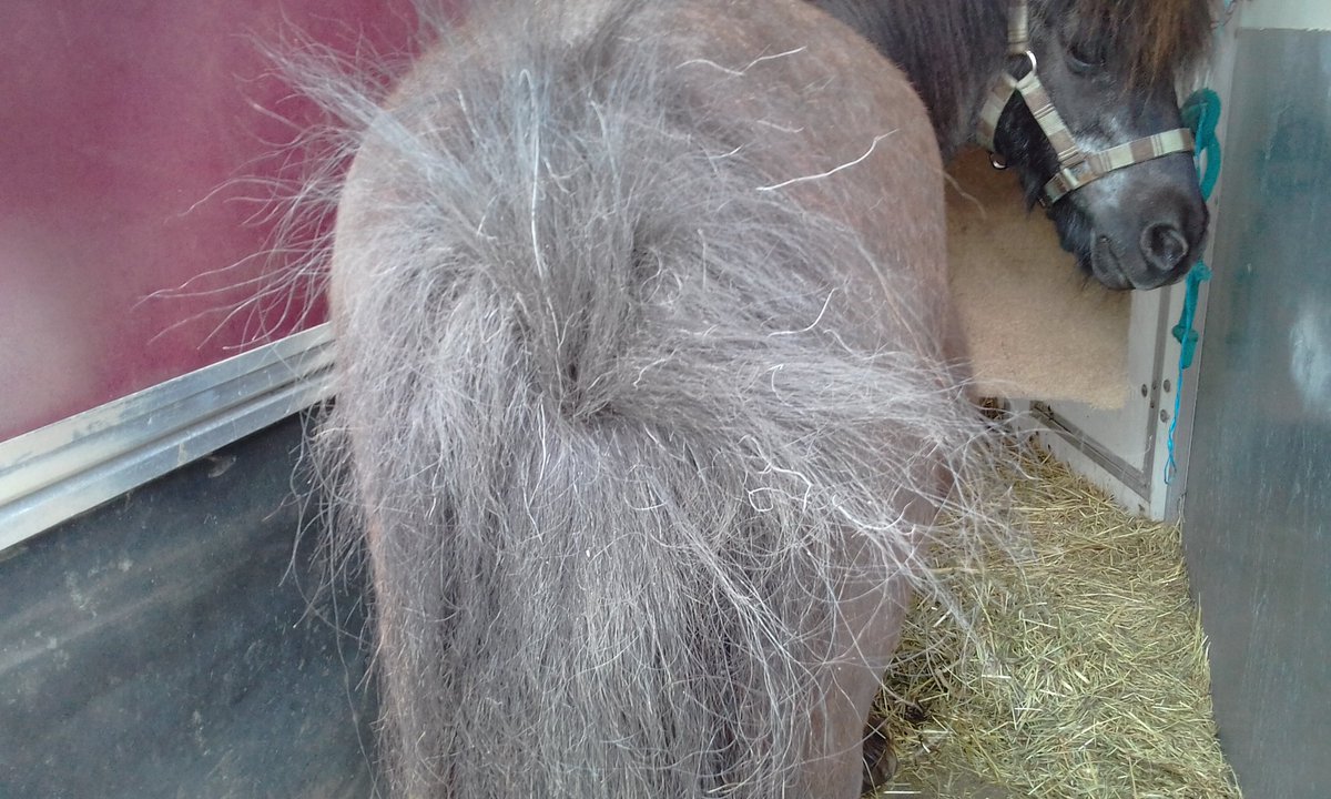 IF ONLY he didn't rub his bloomin tailguard off ! This is my rescue shetland Pepsi, 30. #ponyhour #tackroomfriday #horsechathour #shetlandpony #horsetrailer