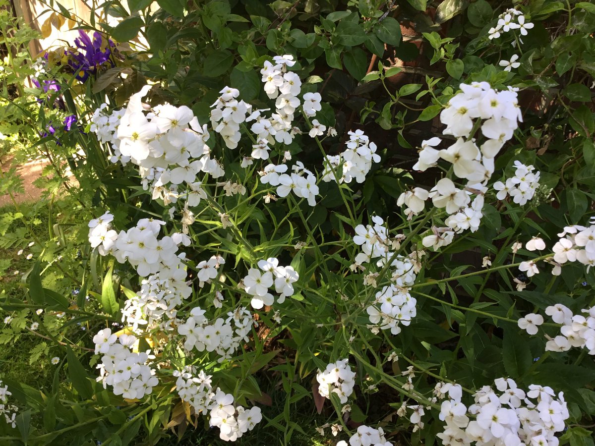 ClimpingCottage's tweet photo. Tonight’s #MiniChelsea is a carnival of @higgledygarden Hesperis, lovely Lilac, a burgeoning Hollyhock and Iris ignoring social distancing. #RHSChelsea https://t.co/i8o17CJxRo