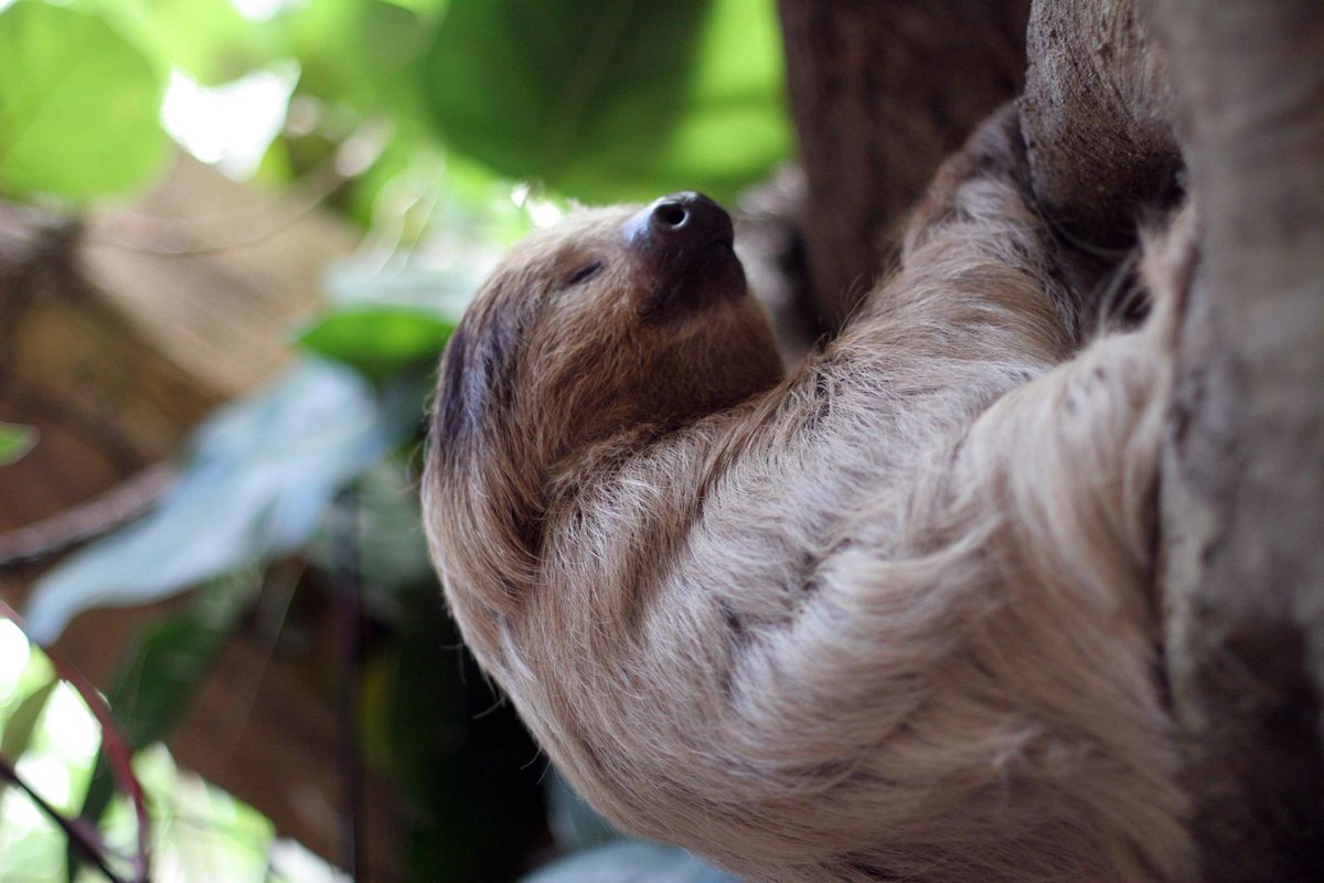 TulsaZoo's tweet photo. Sloths are such slow moving animals that algae can grow on their fur. #grossbutfascinating #ickyology https://t.co/NhXSVDTXTs