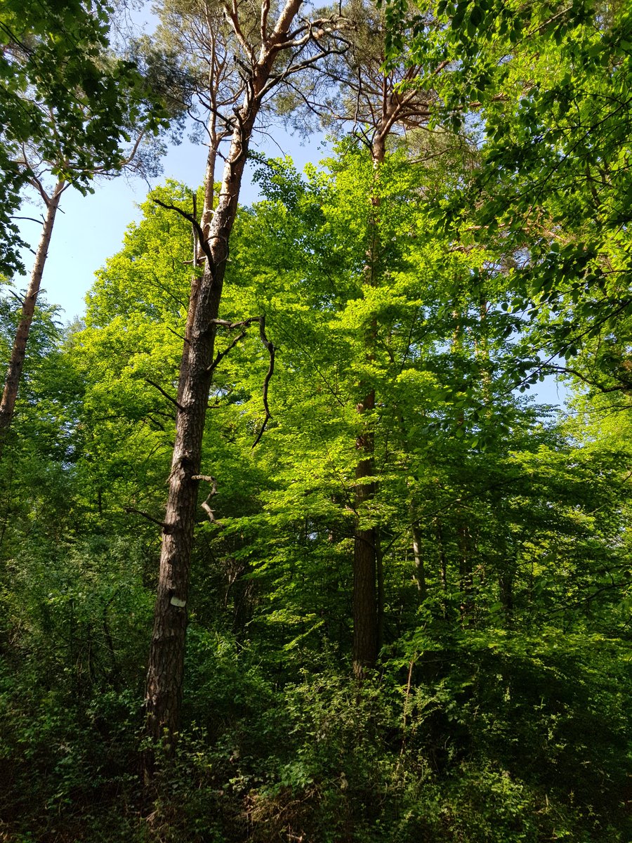 Ann_Stuttgart's tweet photo. #JedeWocheEinFoto
KW 21/20
PANORAMA https://t.co/CVO5n2gabY